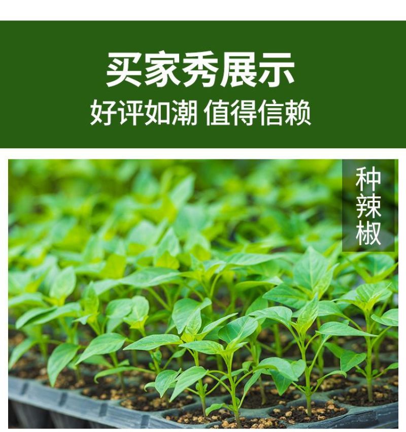 育苗穴盘育苗盘托盘批发加厚林木蔬菜多肉扦插盘秧苗盘草莓育