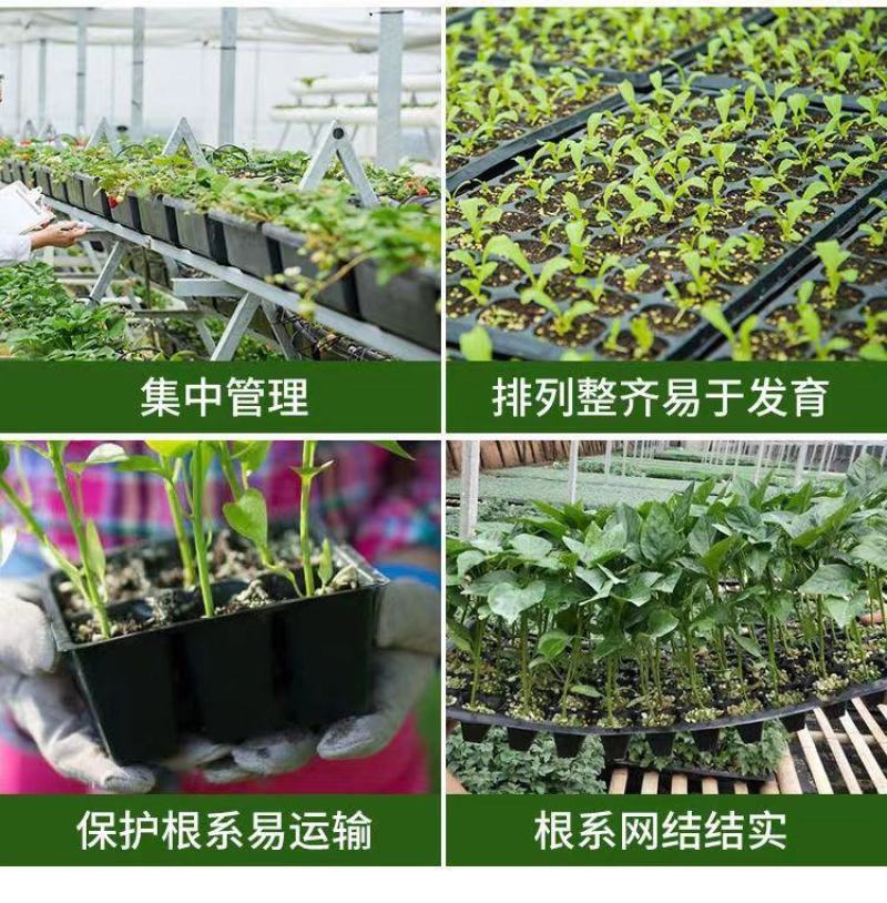 育苗穴盘育苗盘托盘批发加厚林木蔬菜多肉扦插盘秧苗盘草莓育