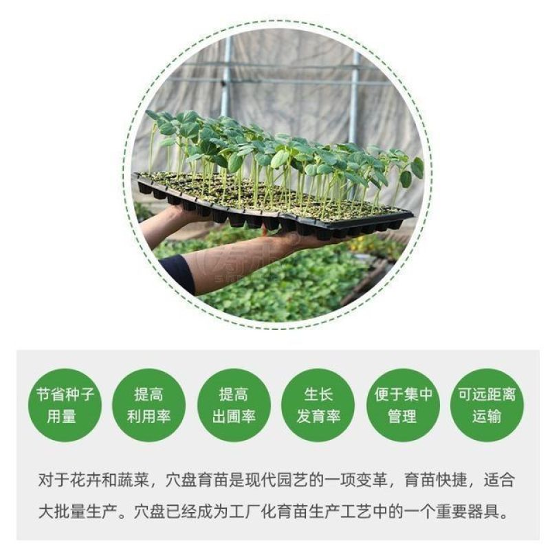 育苗穴盘育苗盘托盘批发加厚林木蔬菜多肉扦插盘秧苗盘草莓育