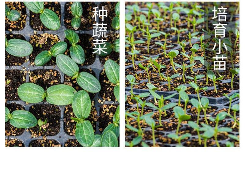 育苗穴盘育苗盘托盘批发加厚林木蔬菜多肉扦插盘秧苗盘草莓育