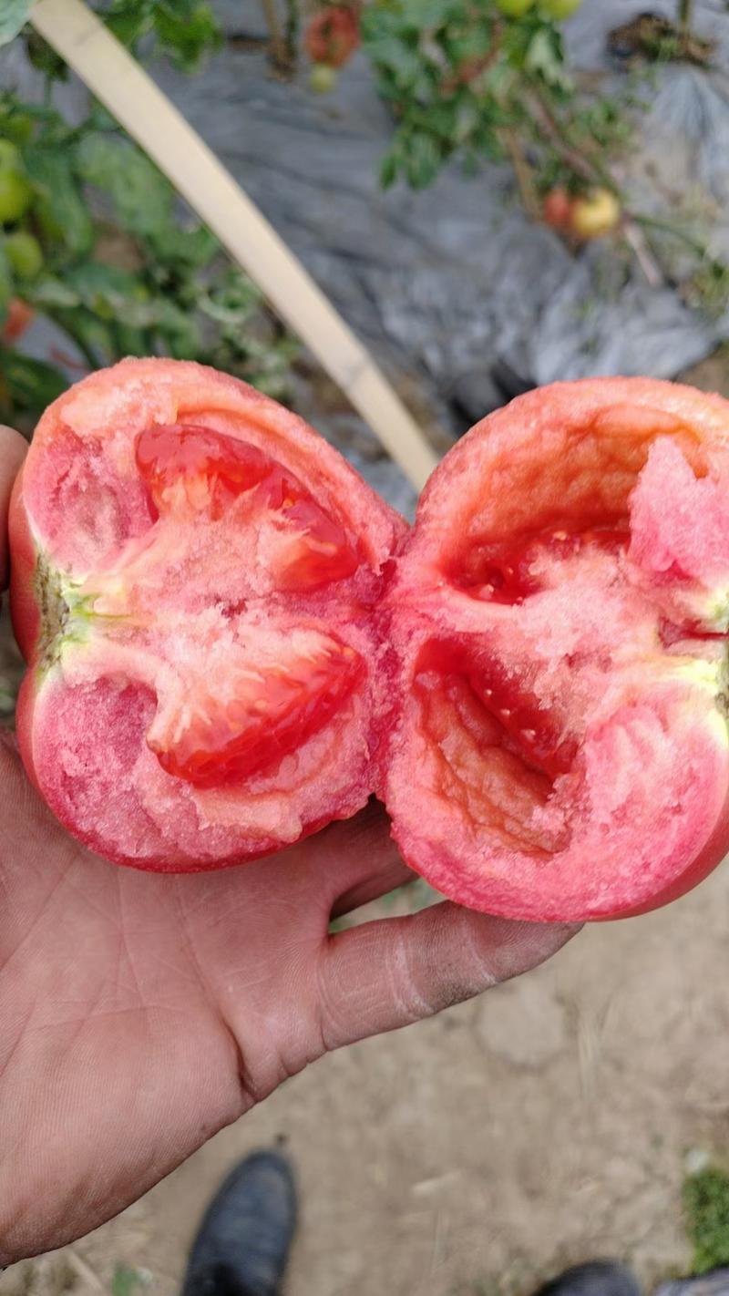 粉红西红柿