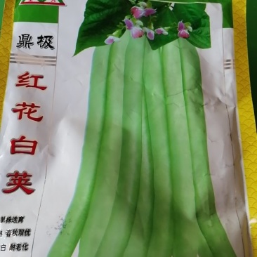 正宗早熟红花白荚四季豆种子挂满架菜豆高产肉厚无筋纤维少。