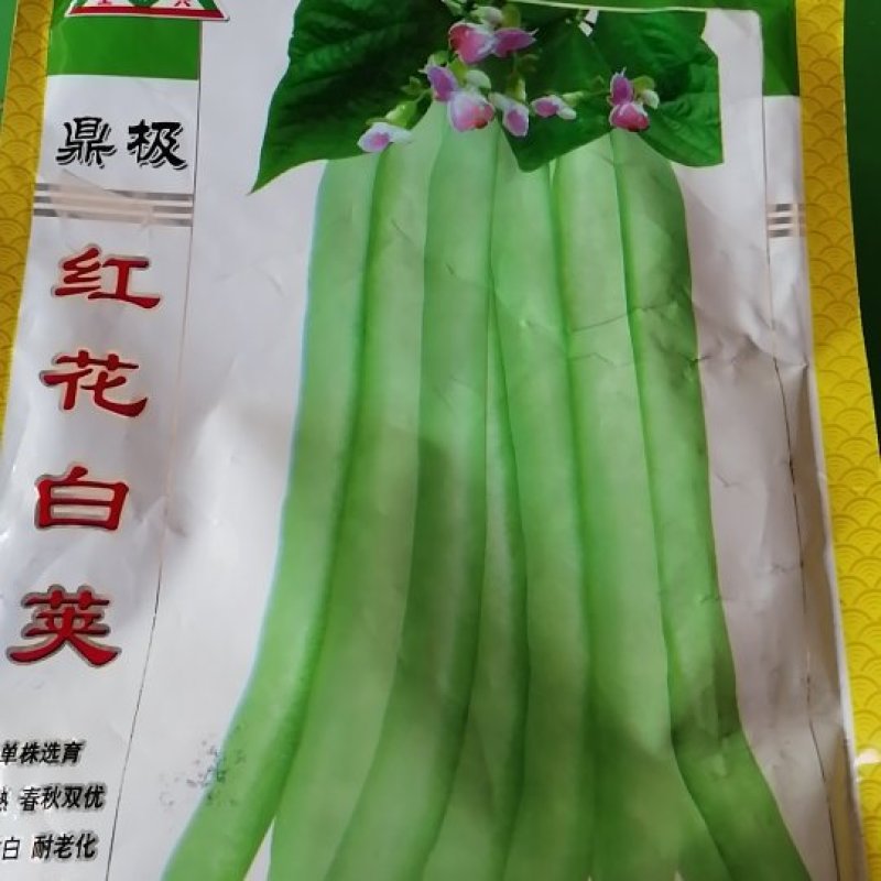 正宗早熟红花白荚四季豆种子挂满架菜豆高产肉厚无筋纤维少。