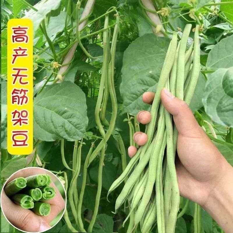 正宗早熟红花白荚四季豆种子挂满架菜豆高产肉厚无筋纤维少。