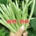正宗早熟红花白荚四季豆种子挂满架菜豆高产肉厚无筋纤维少。