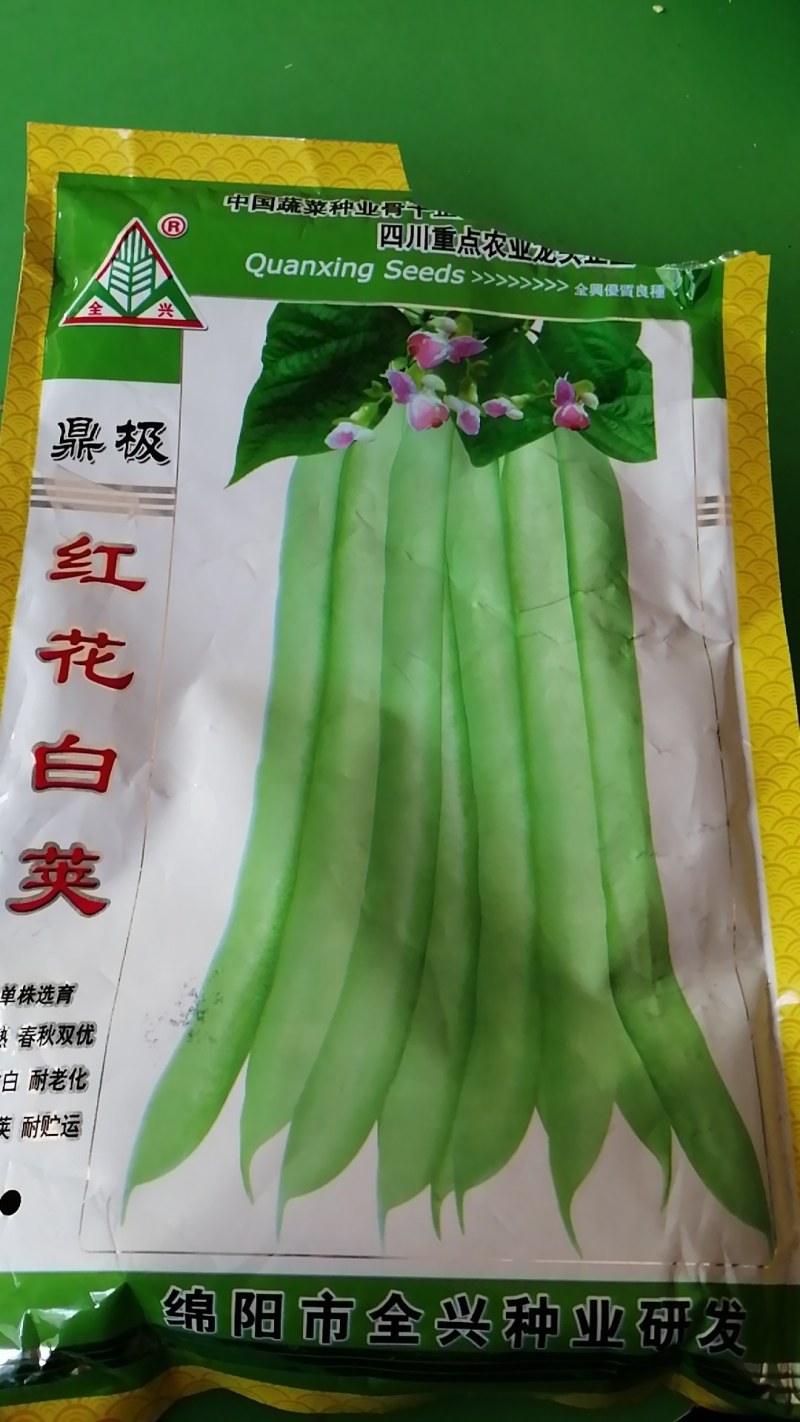 正宗早熟红花白荚四季豆种子挂满架菜豆高产肉厚无筋纤维少。