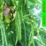 正宗早熟红花白荚四季豆种子挂满架菜豆高产肉厚无筋纤维少。