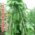 正宗早熟红花白荚四季豆种子挂满架菜豆高产肉厚无筋纤维少。