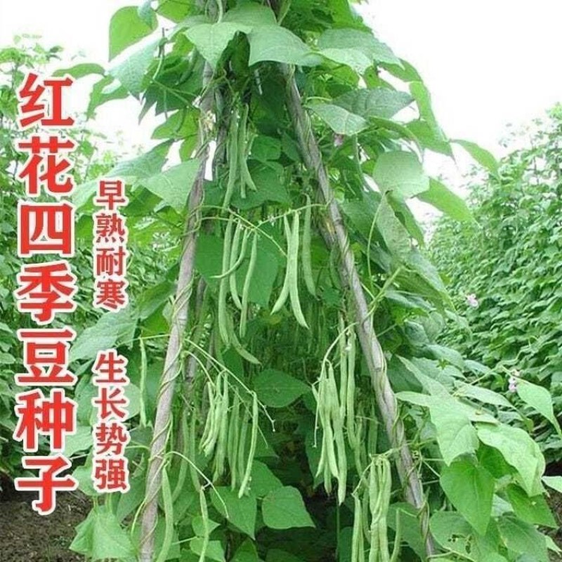 正宗早熟红花白荚四季豆种子挂满架菜豆高产肉厚无筋纤维少。