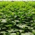 龙薯9脱毒温室红薯苗