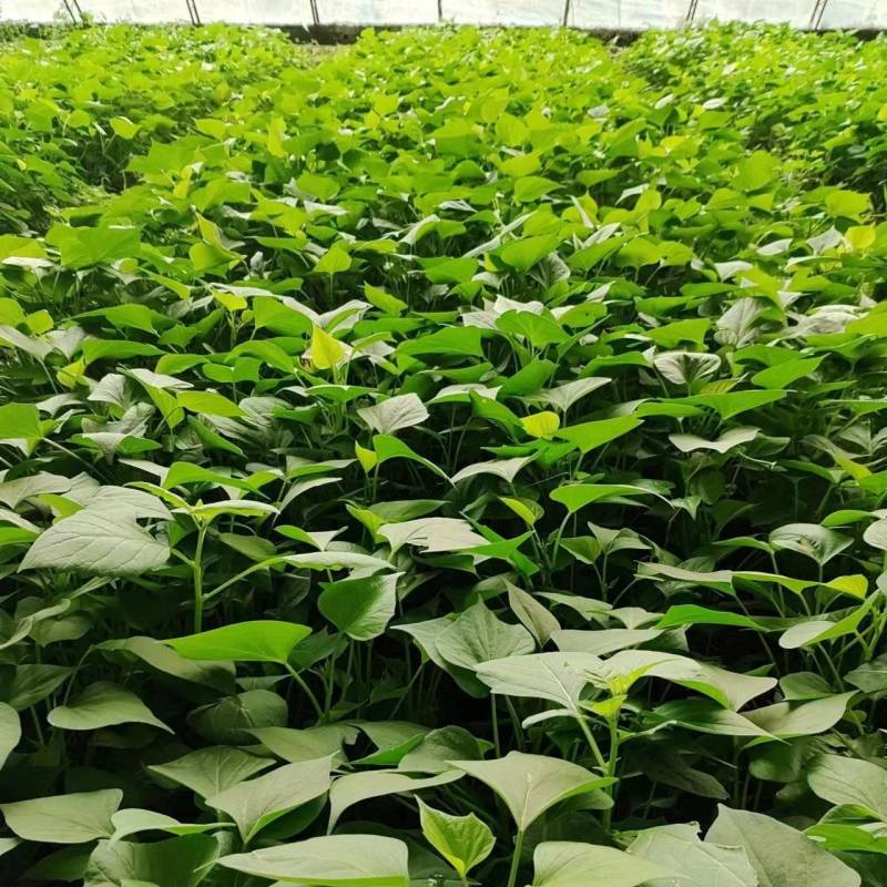 龙薯9脱毒温室红薯苗