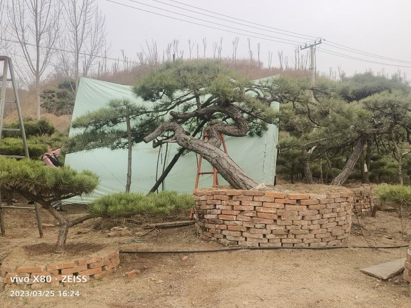 造型黑松—造型油松，地景松，庭园松，迎客松平顶松批发基地