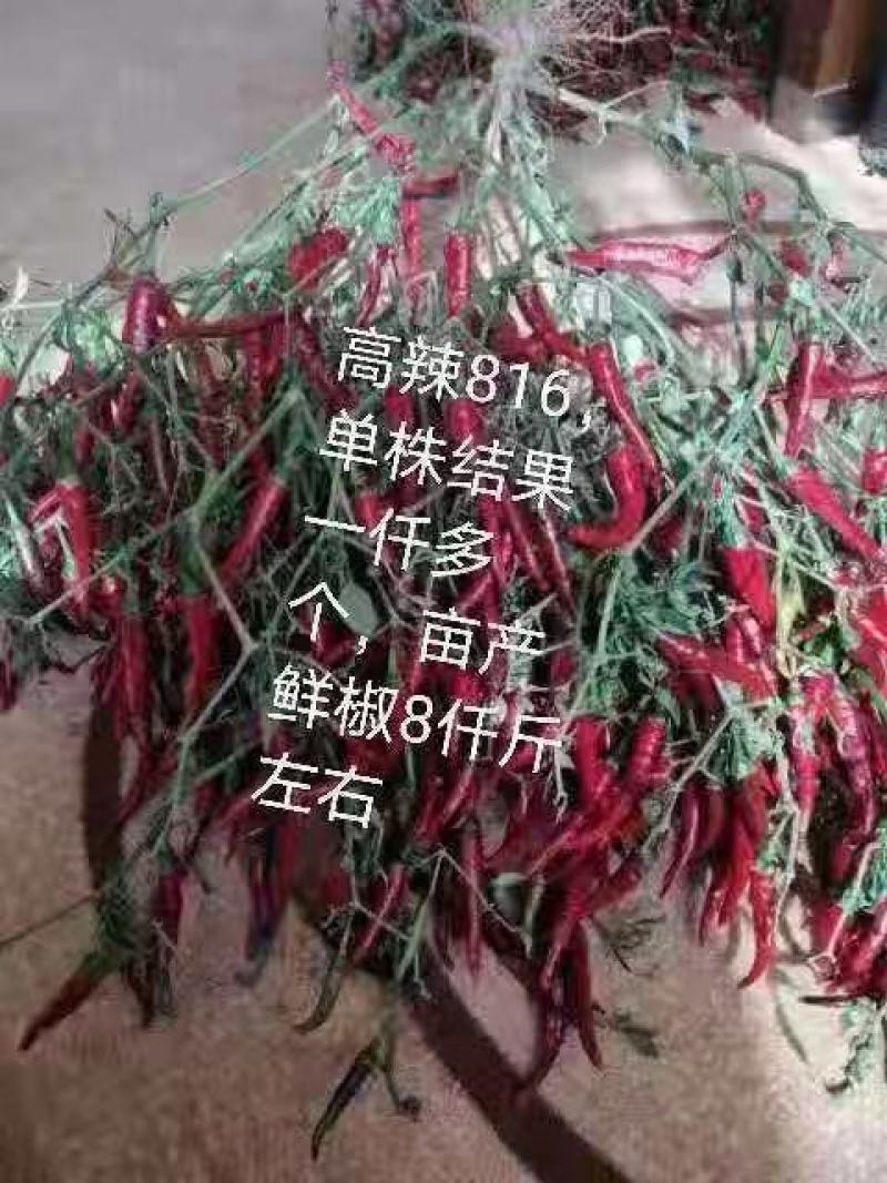 高辣泰系大果艳红，816！819，919，单生辣椒苗品种