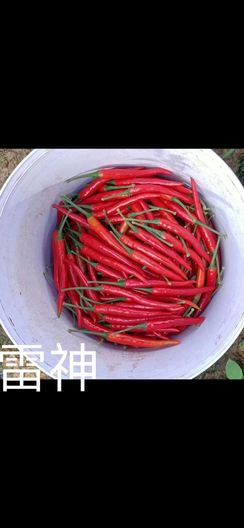 朝天椒，果实12公长，结果多，产量高。