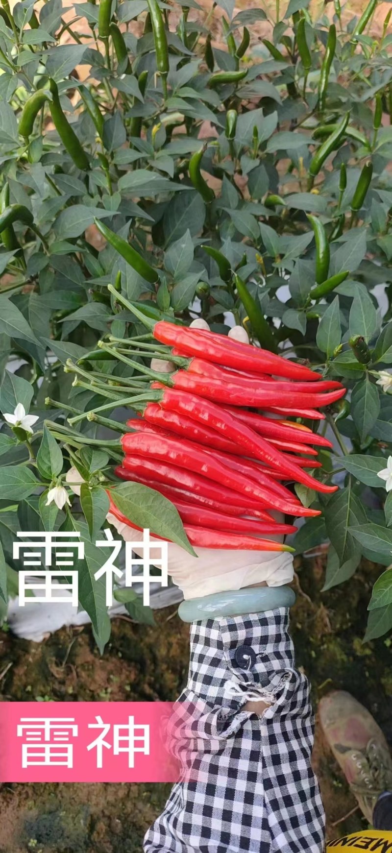 朝天椒，果实12公长，结果多，产量高。
