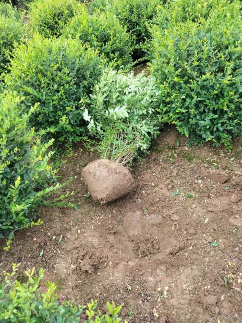 水腊苗批发水腊苗基地水腊球基地水腊球基地