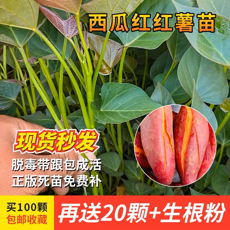 现货秒发高产西瓜红红薯苗脱毒烟薯蜜薯地瓜山芋紫薯秧苗薯苗