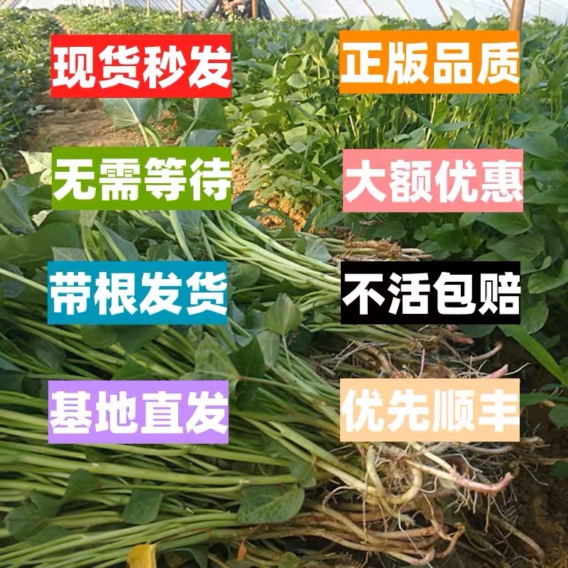 现货秒发高产西瓜红红薯苗脱毒烟薯蜜薯地瓜山芋紫薯秧苗薯苗