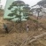 大型盆景松地景松迎客松，黑松盆景，庭院松，一棵也是批发价