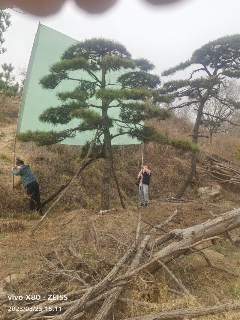 大型盆景松地景松迎客松，黑松盆景，庭院松，一棵也是批发价