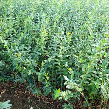 水腊苗批发水腊苗基地水腊球基地水腊球基地