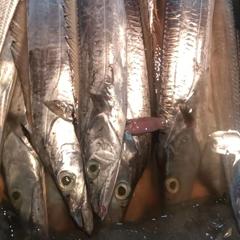 带鱼海鲜食材供应国产新鲜带鱼每日新鲜带鱼