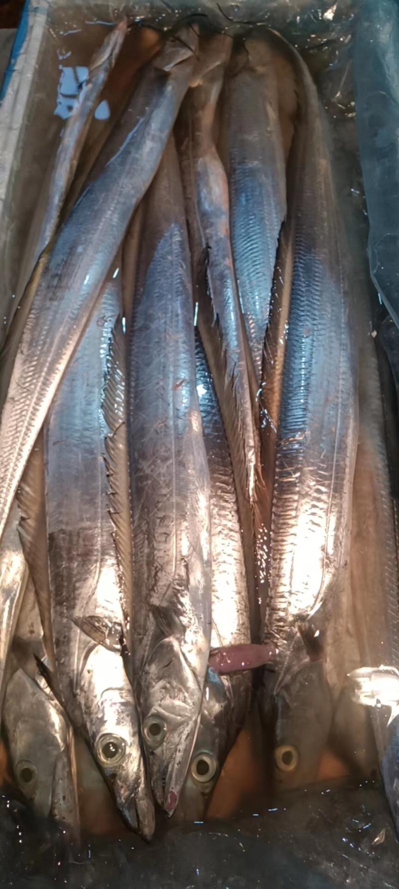 带鱼海鲜食材供应国产新鲜带鱼每日新鲜带鱼