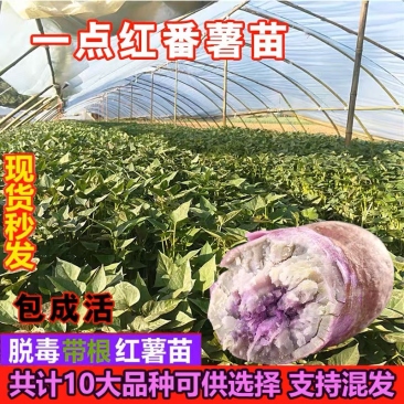 现货秒发高产一点红薯苗冰淇淋薯苗山芋地瓜苗脱毒种苗番薯苗
