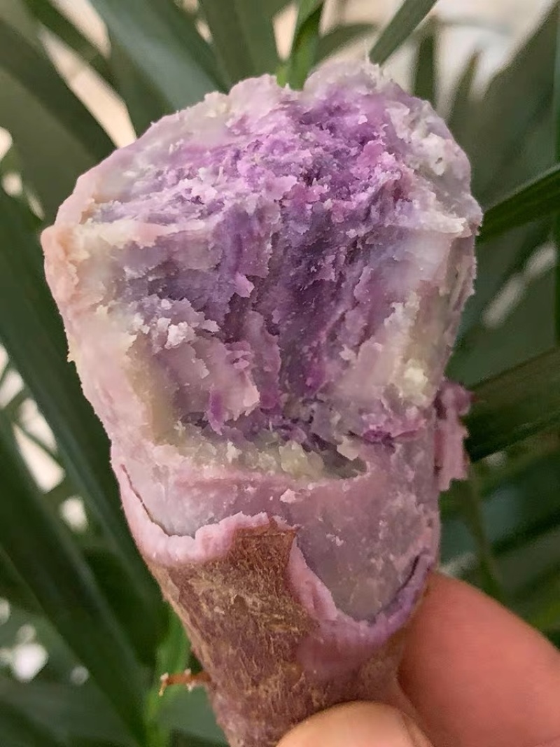 现货秒发高产一点红薯苗冰淇淋薯苗山芋地瓜苗脱毒种苗番薯苗