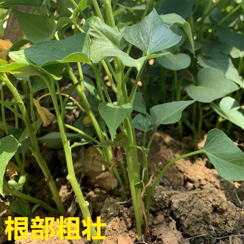 现货秒发高产一点红薯苗冰淇淋薯苗山芋地瓜苗脱毒种苗番薯苗