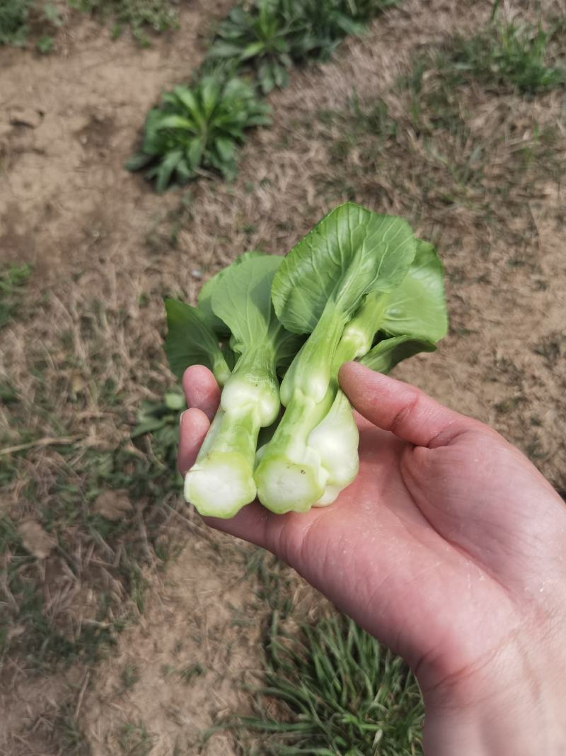 安徽油菜苔，上海青苔，基地菜苔大量供货保质保量全国发货