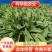 鲁梅克斯种子俄罗斯饲料菜多年生四季牧草种子鸡鸭鹅猪牧草