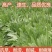 鲁梅克斯种子俄罗斯饲料菜多年生四季牧草种子鸡鸭鹅猪牧草