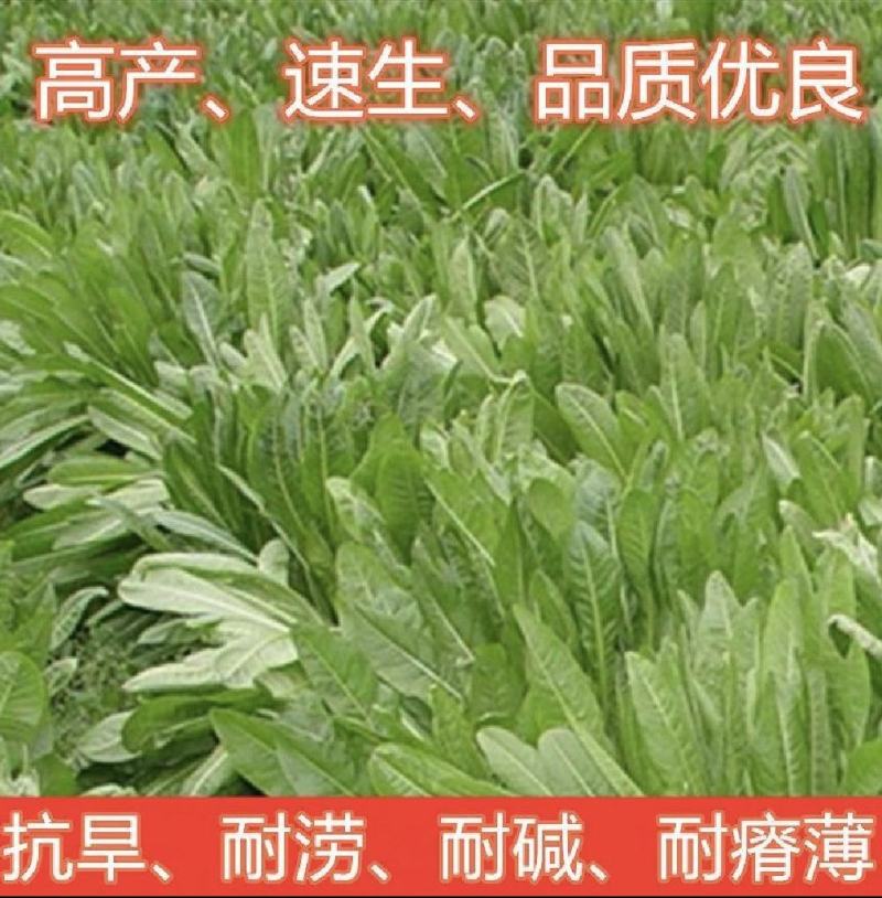 鲁梅克斯种子俄罗斯饲料菜多年生四季牧草种子鸡鸭鹅猪牧草