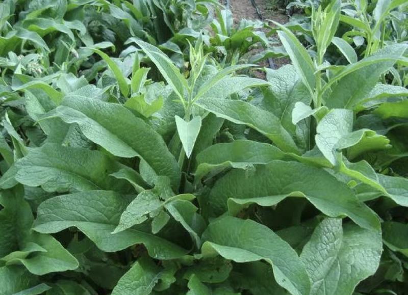 鲁梅克斯种子俄罗斯饲料菜多年生四季牧草种子鸡鸭鹅猪牧草