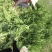 鲁梅克斯种子俄罗斯饲料菜多年生四季牧草种子鸡鸭鹅猪牧草