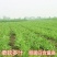鲁梅克斯种子俄罗斯饲料菜多年生四季牧草种子鸡鸭鹅猪牧草