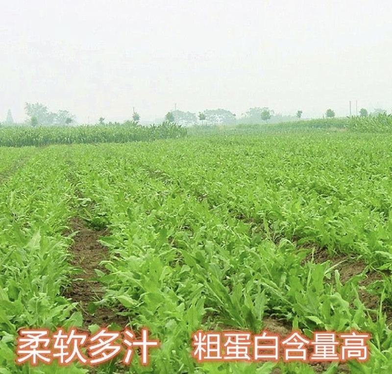 鲁梅克斯种子俄罗斯饲料菜多年生四季牧草种子鸡鸭鹅猪牧草
