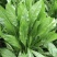 鲁梅克斯种子俄罗斯饲料菜多年生四季牧草种子鸡鸭鹅猪牧草