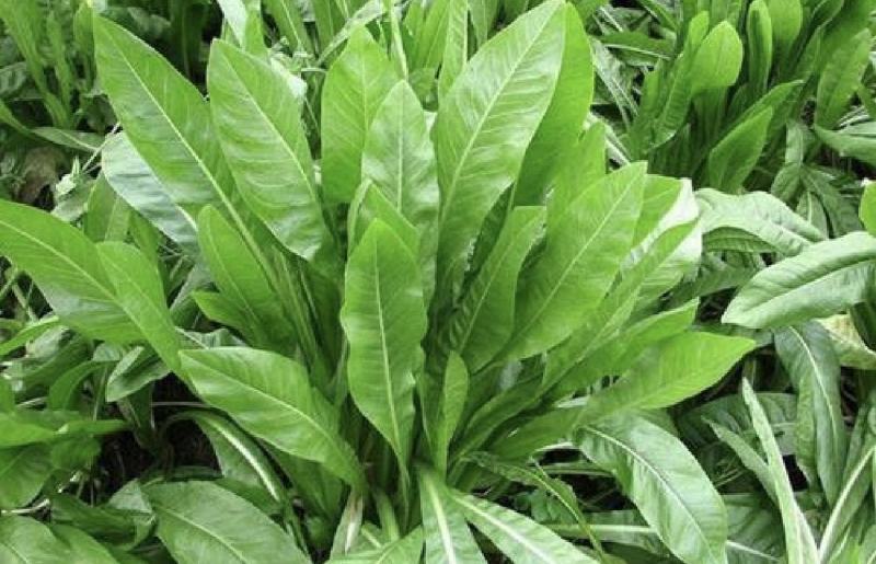 鲁梅克斯种子俄罗斯饲料菜多年生四季牧草种子鸡鸭鹅猪牧草