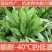 鲁梅克斯种子俄罗斯饲料菜多年生四季牧草种子鸡鸭鹅猪牧草