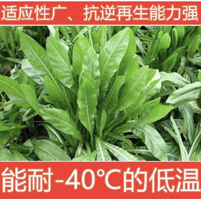 鲁梅克斯种子俄罗斯饲料菜多年生四季牧草种子鸡鸭鹅猪牧草