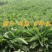 鲁梅克斯种子俄罗斯饲料菜多年生四季牧草种子鸡鸭鹅猪牧草