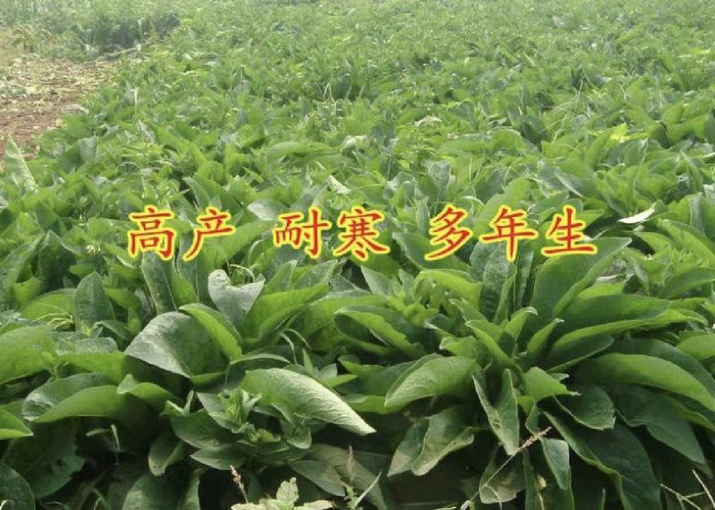 鲁梅克斯种子俄罗斯饲料菜多年生四季牧草种子鸡鸭鹅猪牧草