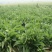 鲁梅克斯种子俄罗斯饲料菜多年生四季牧草种子鸡鸭鹅猪牧草