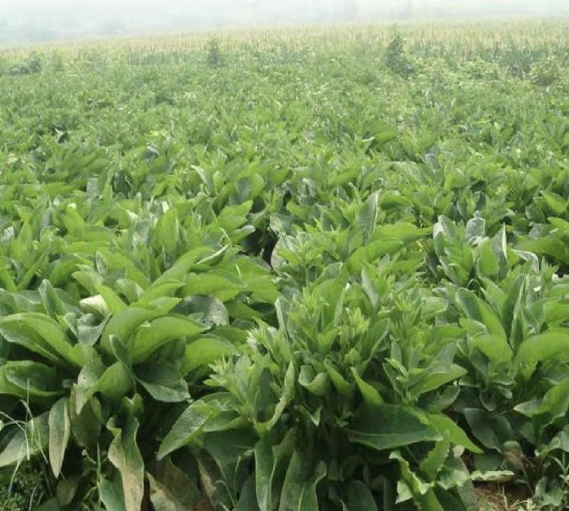 鲁梅克斯种子俄罗斯饲料菜多年生四季牧草种子鸡鸭鹅猪牧草