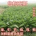 鲁梅克斯种子俄罗斯饲料菜多年生四季牧草种子鸡鸭鹅猪牧草