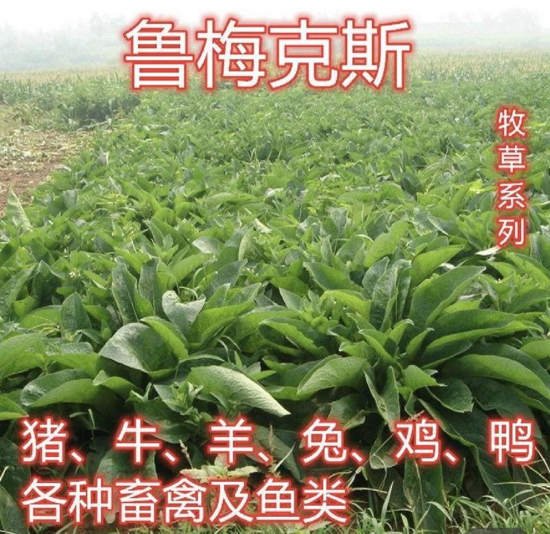 鲁梅克斯种子俄罗斯饲料菜多年生四季牧草种子鸡鸭鹅猪牧草
