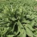 鲁梅克斯种子俄罗斯饲料菜多年生四季牧草种子鸡鸭鹅猪牧草