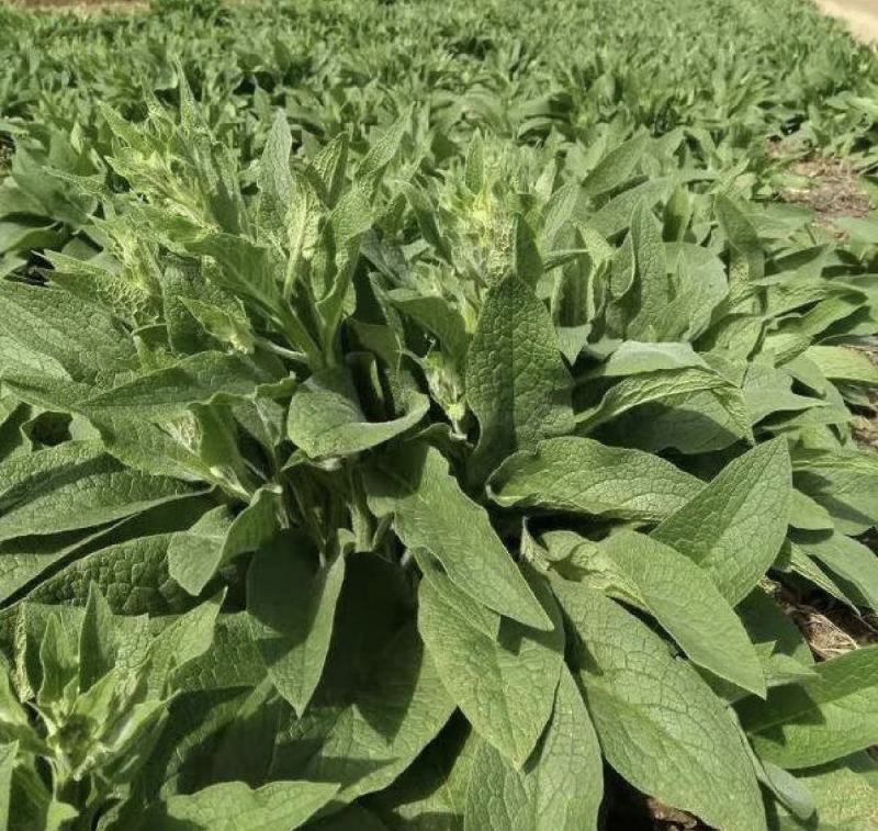 鲁梅克斯种子俄罗斯饲料菜多年生四季牧草种子鸡鸭鹅猪牧草